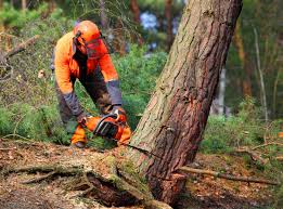 Mont Belvieu, TX Tree Care Company