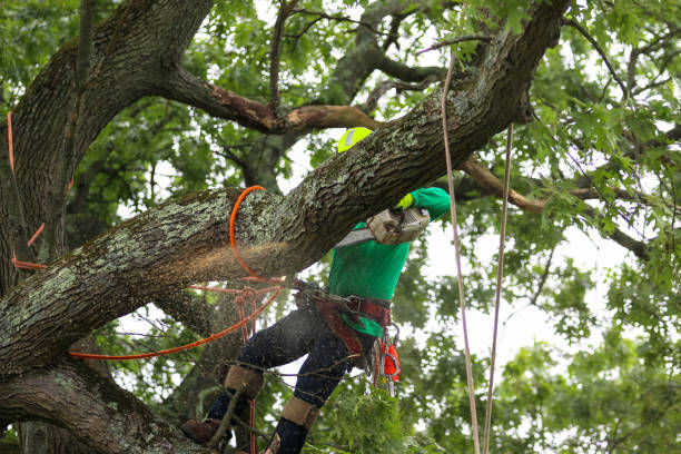 Best Commercial Tree Services  in Mont Belvieu, TX
