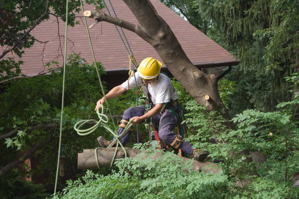 Mulching Services in Mont Belvieu, TX