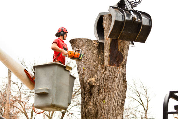 How Our Tree Care Process Works  in  Mont Belvieu, TX